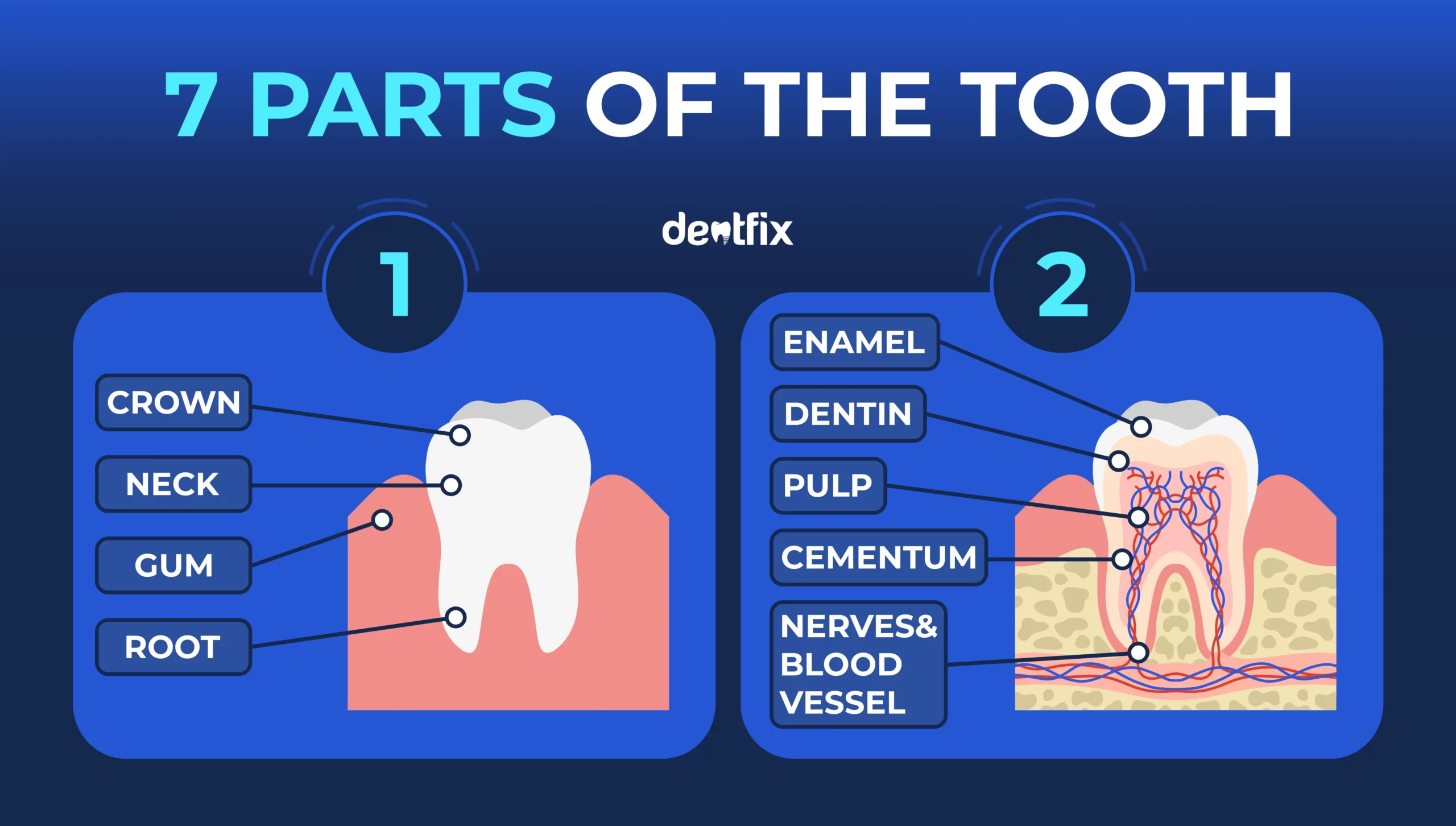 teeth parts -DENTFIX