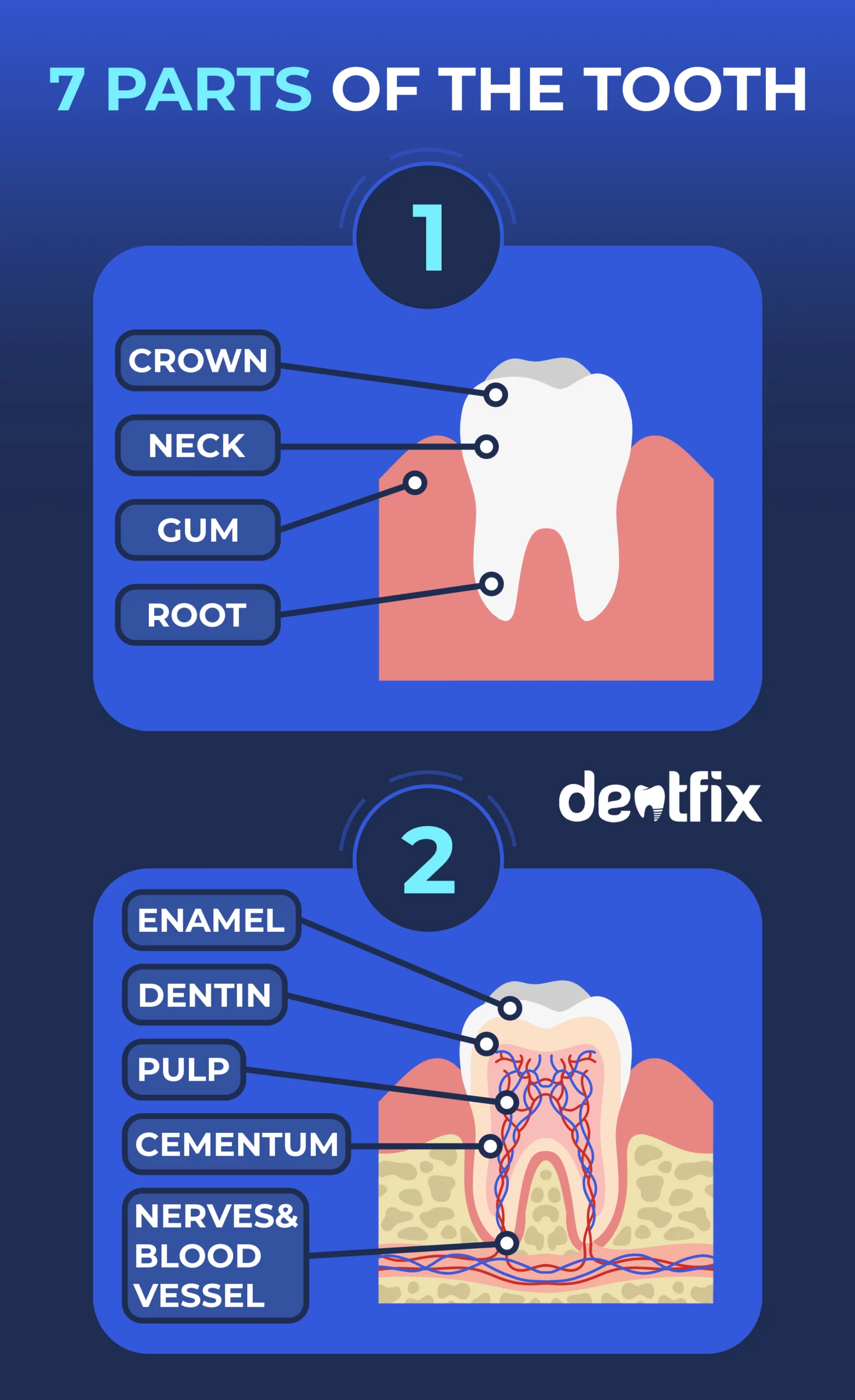 7 Parts Of The Tooth